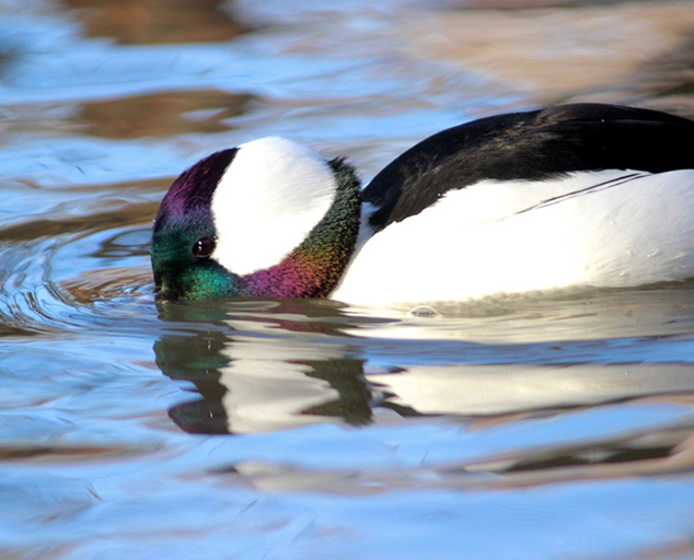 winter-waterfowl-part-two-diving-ducks-lake-metroparks